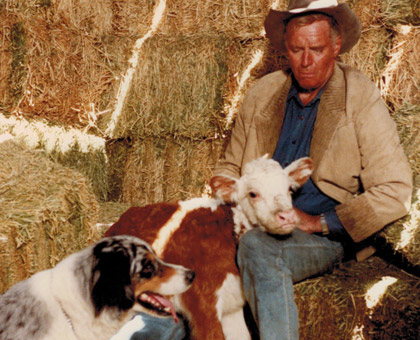 Charlton Heston as “Charley MacLeod” feeds a calf.